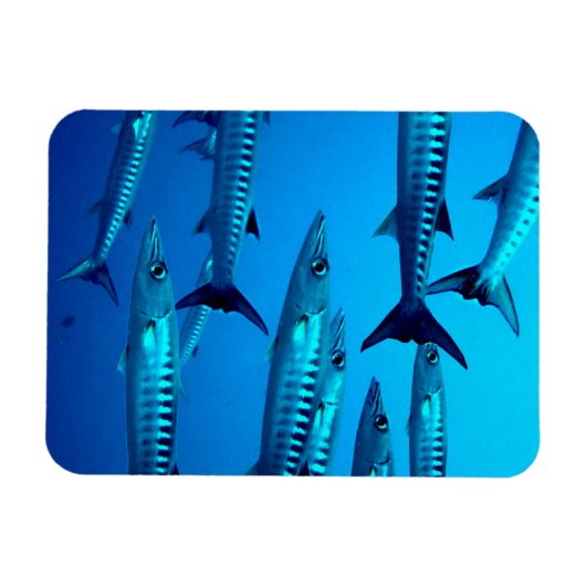 Barracudas Magnet (Horizontal)