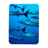 Barracudas Magnet (Vertikal)
