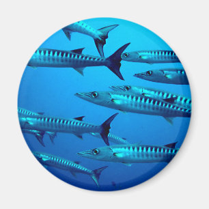 Barrakuda-Tiefseetaucher-Ozean-Wasser-tropische-We Magnet