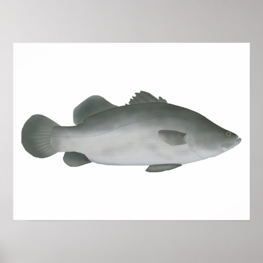 Barramundi Poster (Vorne)