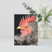 Barred Frizzle Rooster Postkarte (Stehend Vorderseite)