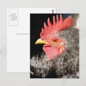 Barred Frizzle Rooster Postkarte (Vorne/Hinten)