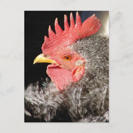 Barred Frizzle Rooster Postkarte (Vorderseite)