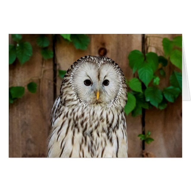 Barred Owl (Vorderseite (Horizontal))
