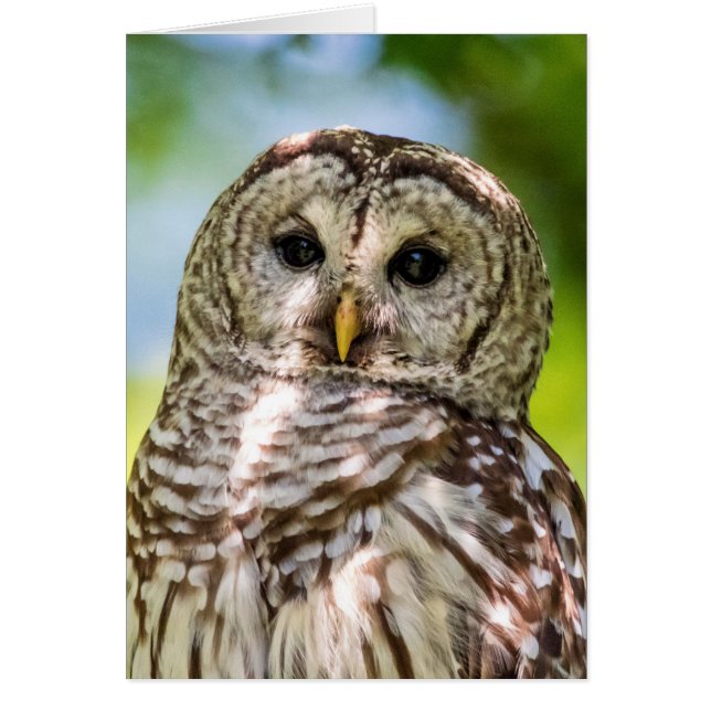 Barred Owl (Vorne)