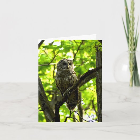 Barred Owl #2 - Blank Note Card Karte (Vorderseite)