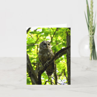 Barred Owl #2 - Blank Note Card Karte