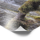 Barred Owl auf einem Mossy-Baum Fotodruck (Ecke)