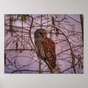 Barred Owl auf einem Zypressenbaum Poster
