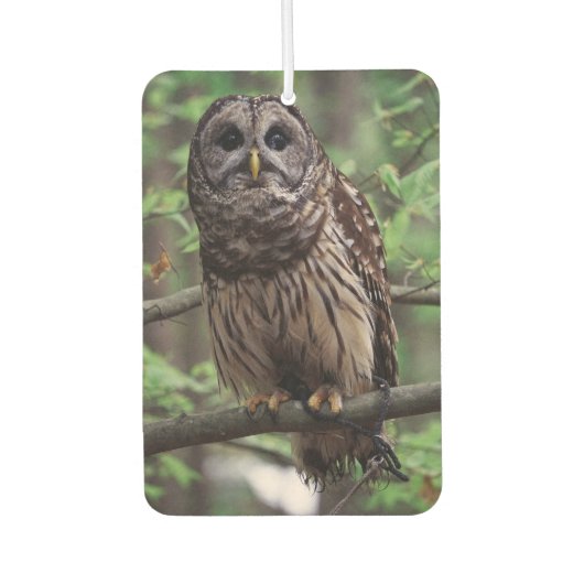 Barred Owl Autolufterfrischer (Vorderseite)