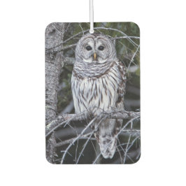 Barred Owl Autolufterfrischer
