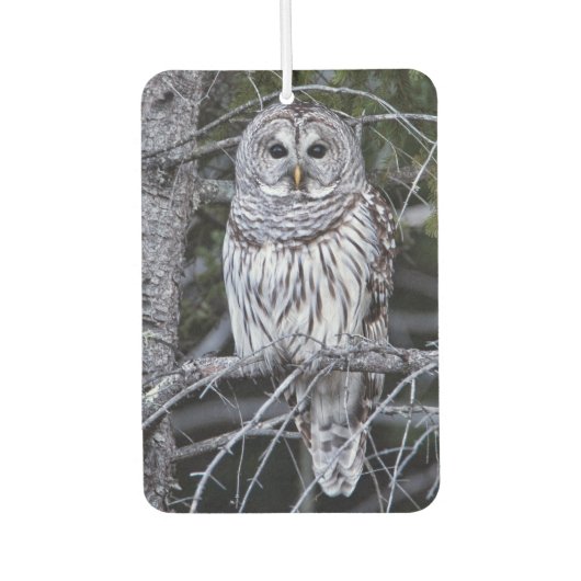 Barred Owl Autolufterfrischer (Vorderseite)