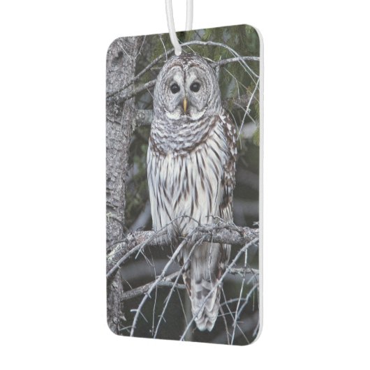 Barred Owl Autolufterfrischer (Links)