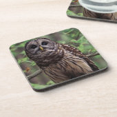Barred Owl Beverage Coaster Getränkeuntersetzer (Linke Seite)
