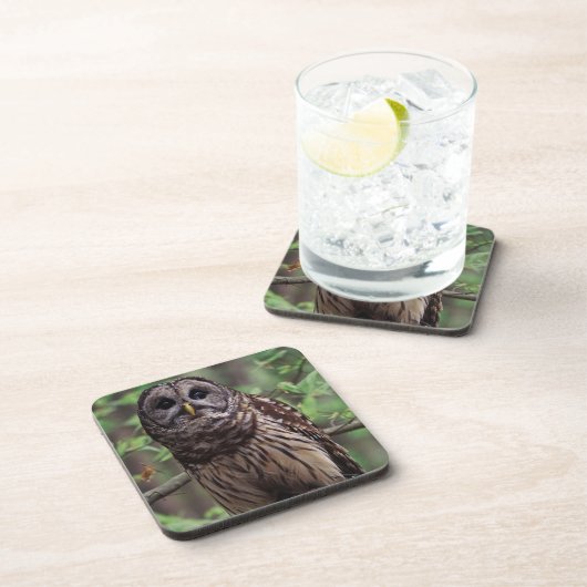 Barred Owl Beverage Coaster Getränkeuntersetzer (Rechte Seite)