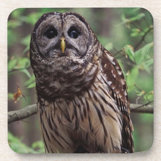 Barred Owl Beverage Coaster Getränkeuntersetzer (Vorderseite)
