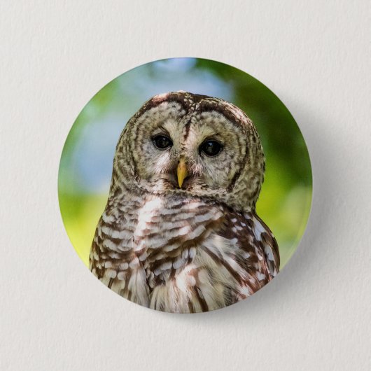 Barred Owl Button (Vorderseite)