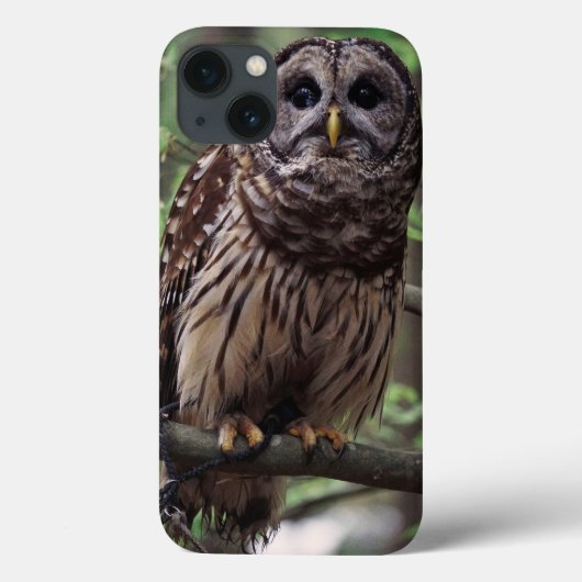 Barred Owl Case-Mate iPhone Hülle (Rückseite)