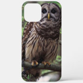 Barred Owl Case-Mate iPhone Hülle (Rückseite)