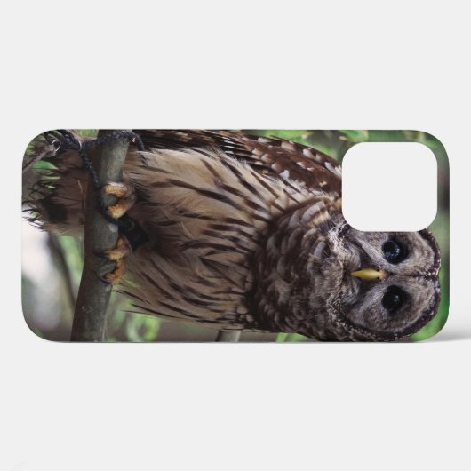 Barred Owl Case-Mate iPhone Hülle (Rückseite (Horizontal))
