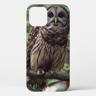 Barred Owl Case-Mate iPhone Hülle