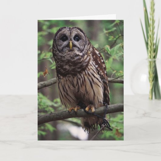 Barred Owl Dankeskarte (Vorderseite)