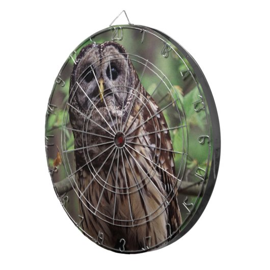 Barred Owl Dartscheibe (Vorderseite rechts)