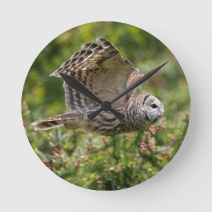 Barred Owl Fliegen vorbei Runde Wanduhr
