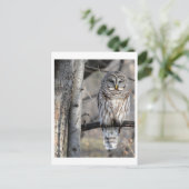 Barred Owl Foto Postkarte (Stehend Vorderseite)