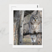 Barred Owl Foto Postkarte (Vorne/Hinten)