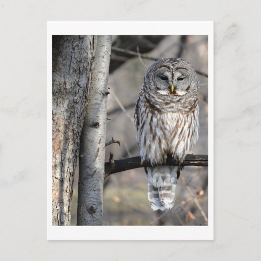 Barred Owl Foto Postkarte (Vorderseite)