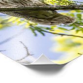 Barred Owl Fotodruck (Ecke)