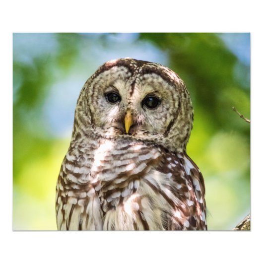 Barred Owl Fotodruck (Vorne)