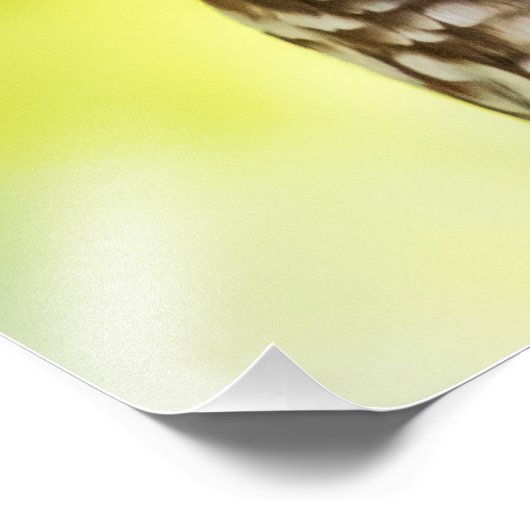 Barred Owl Fotodruck (Ecke)