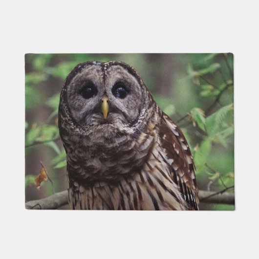 Barred Owl Fußmatte (Vorderseite)