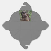 Barred Owl Geschenkschachtel (Ungeklappt)