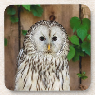 Barred Owl Getränkeuntersetzer