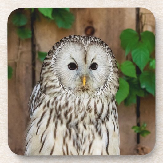 Barred Owl Getränkeuntersetzer (Vorderseite)