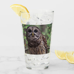 Barred Owl Glas