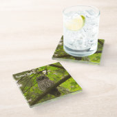 Barred Owl Glasuntersetzer (Schrägansicht)