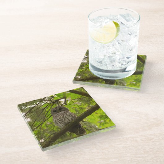 Barred Owl Glasuntersetzer (Schrägansicht)