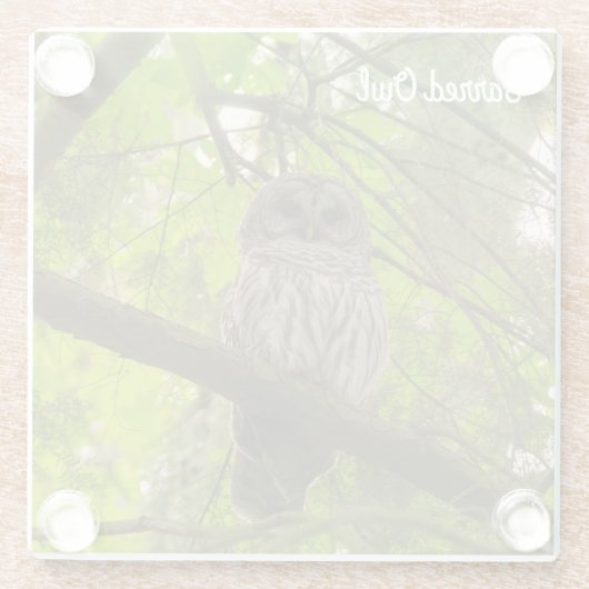 Barred Owl Glasuntersetzer (Rückseite)