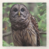 Barred Owl Glasuntersetzer (Vorderseite)