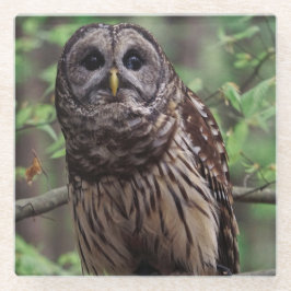 Barred Owl Glasuntersetzer