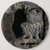 Barred Owl - Hier sieht man dich an! Button (Vorderseite)