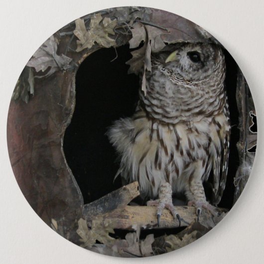 Barred Owl - Hier sieht man dich an! Button (Vorderseite)