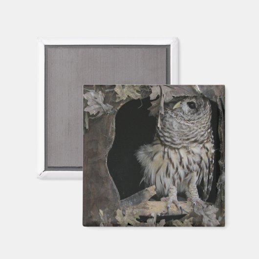 Barred Owl - Hier sieht man dich an! Magnet (Vorderseite/Rückseite)