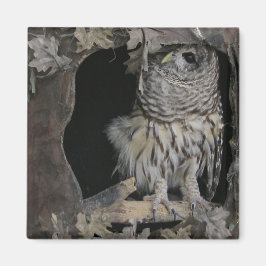 Barred Owl - Hier sieht man dich an! Magnet