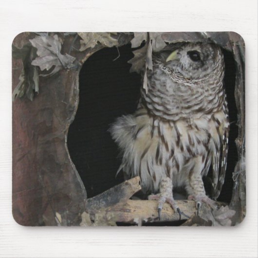 Barred Owl - Hier sieht man dich an! Mousepad (Vorne)