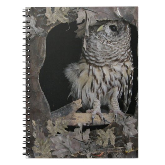 Barred Owl - Hier sieht man dich an! Notizblock (Vorderseite)
